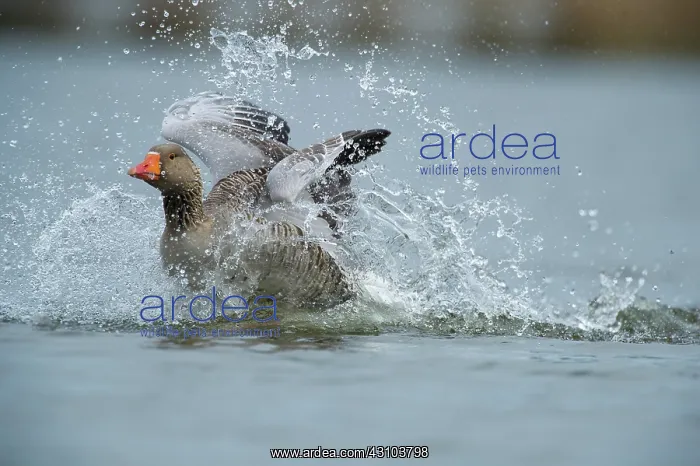 : Greylag Goose : Greylag Goose