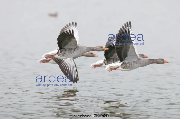 : Greylag Goose : Greylag Goose