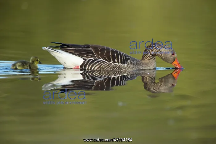 : Greylag Goose : Greylag Goose