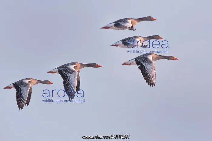 : Greylag Goose : Greylag Goose