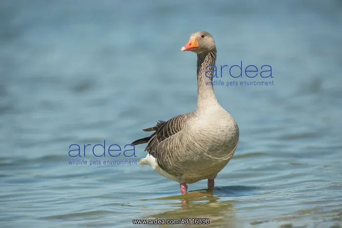 : Greylag Goose : Greylag Goose