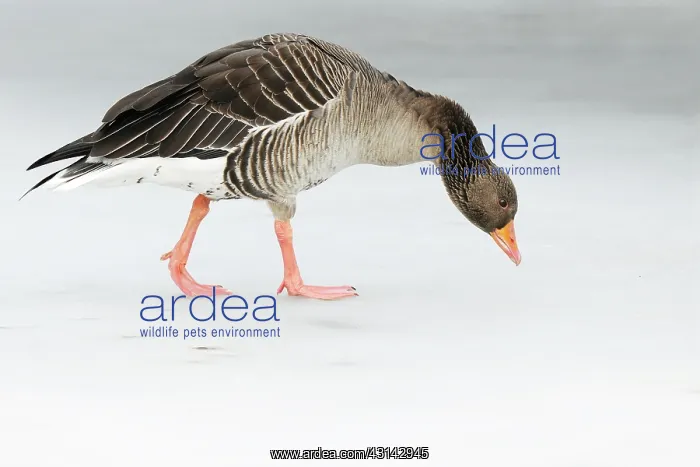 : Greylag Goose : Greylag Goose