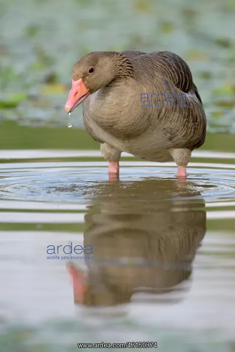: Greylag Goose : Greylag Goose