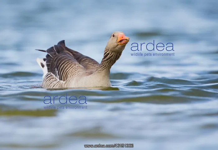 : Greylag Goose : Greylag Goose