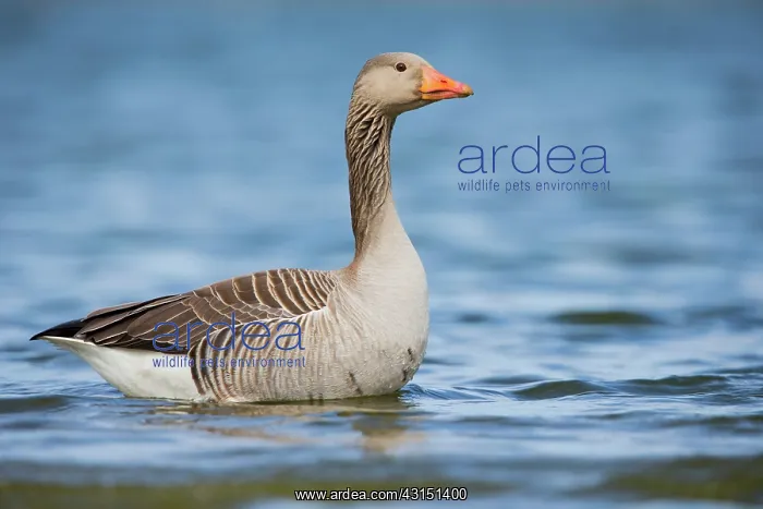 : Greylag Goose : Greylag Goose