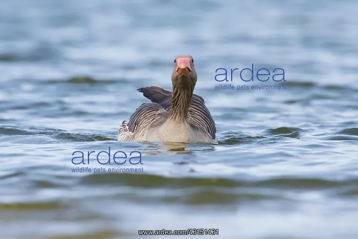 : Greylag Goose : Greylag Goose