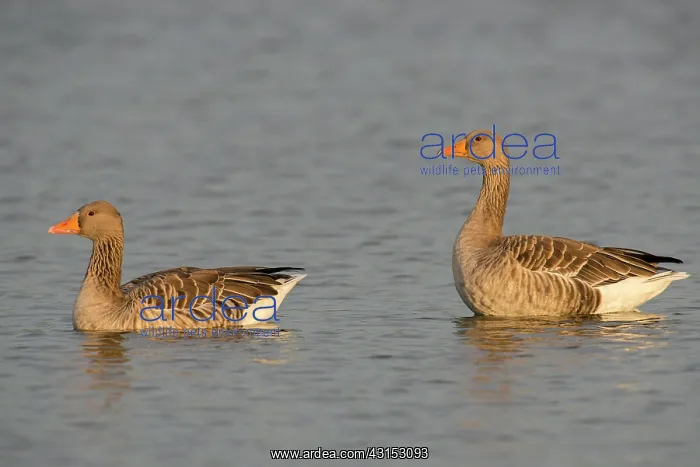 : Greylag Goose : Greylag Goose