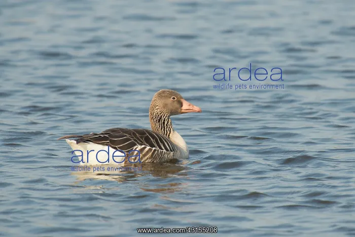 : Greylag Goose : Greylag Goose