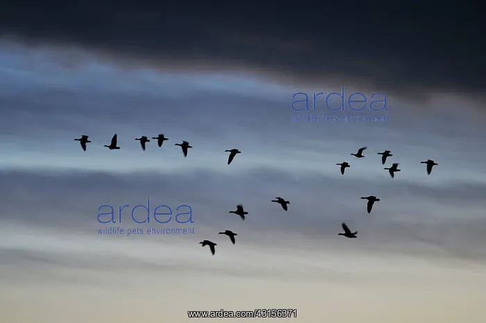 : Greylag Goose : Greylag Goose
