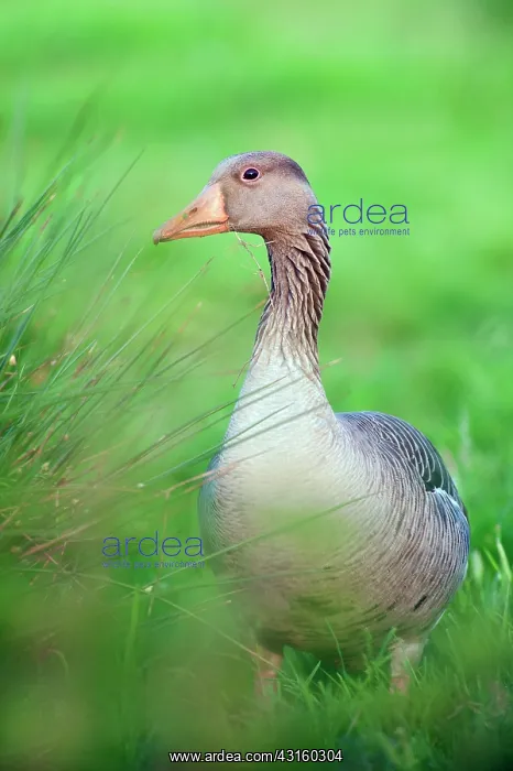 : Greylag Goose : Greylag Goose