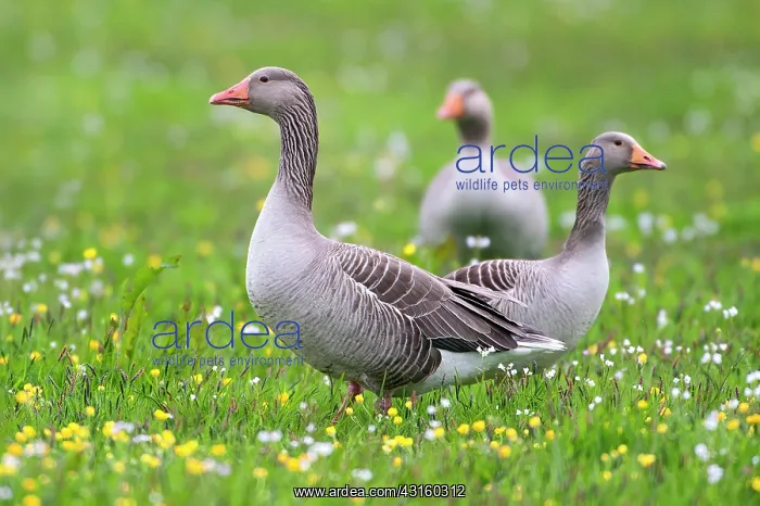 : Greylag Goose : Greylag Goose