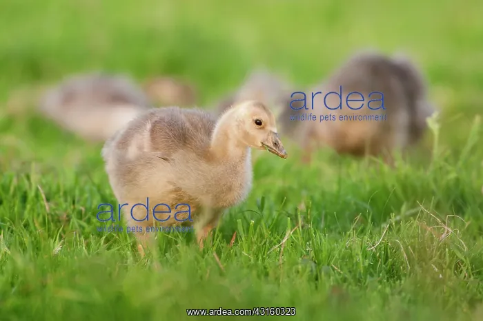 : Greylag Goose : Greylag Goose