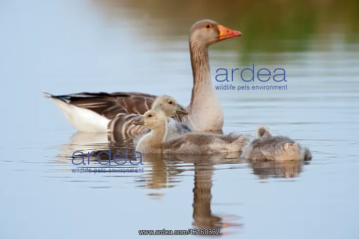 : Greylag Goose : Greylag Goose