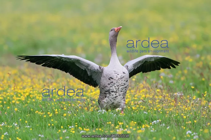 : Greylag Goose : Greylag Goose