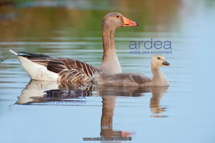 : Greylag Goose : Greylag Goose