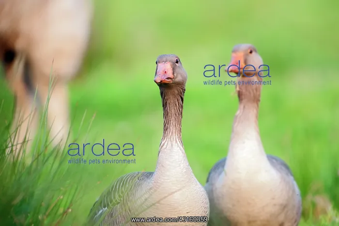 : Greylag Goose : Greylag Goose