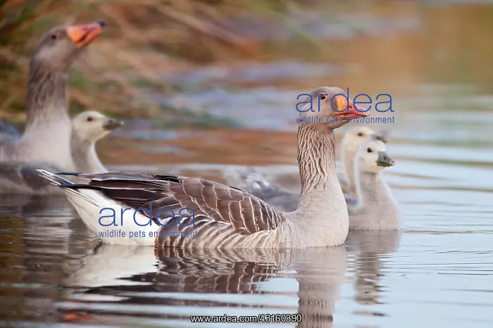 : Greylag Goose : Greylag Goose