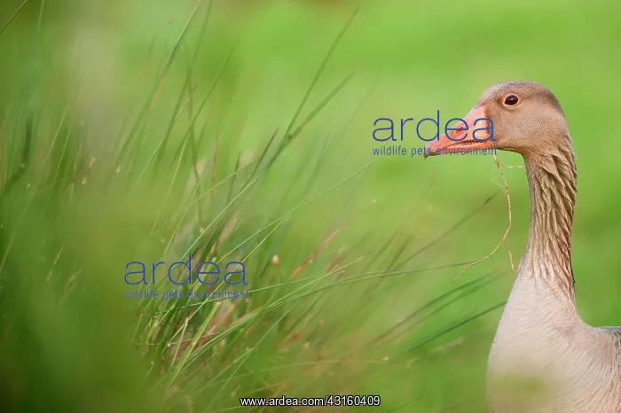 : Greylag Goose : Greylag Goose