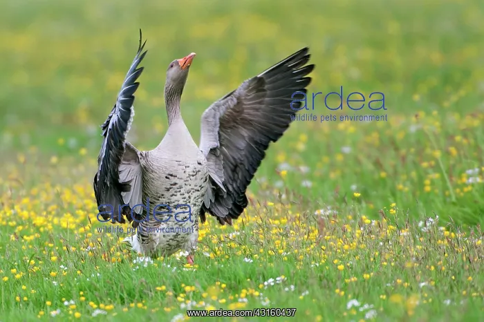: Greylag Goose : Greylag Goose