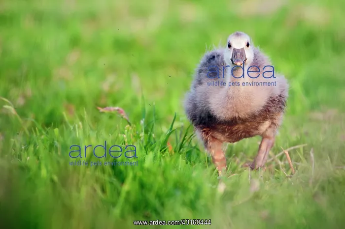 : Greylag Goose : Greylag Goose
