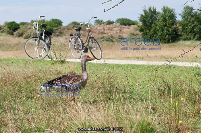 : Greylag Goose : Greylag Goose