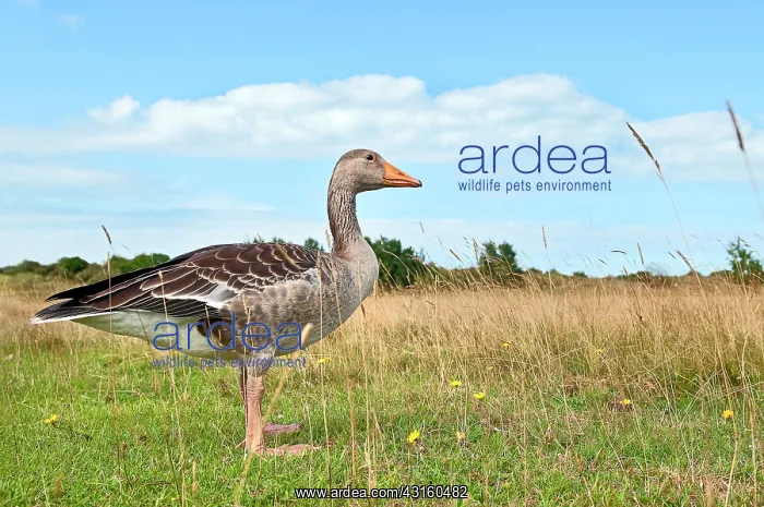 : Greylag Goose : Greylag Goose