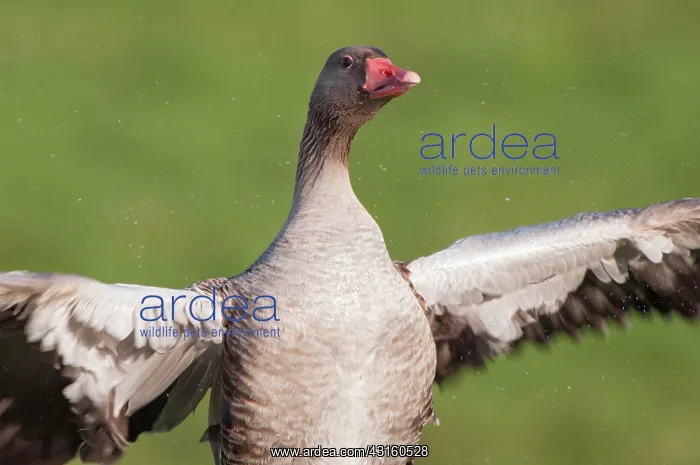 : Greylag Goose : Greylag Goose