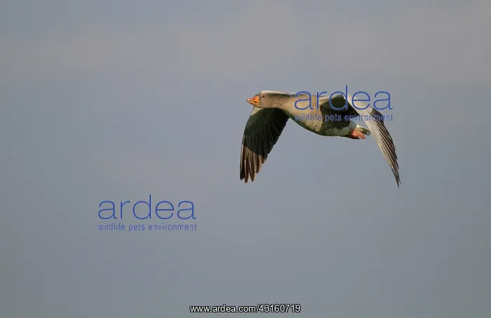: Greylag Goose : Greylag Goose
