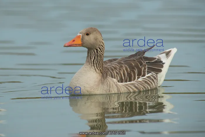 : Greylag Goose : Greylag Goose