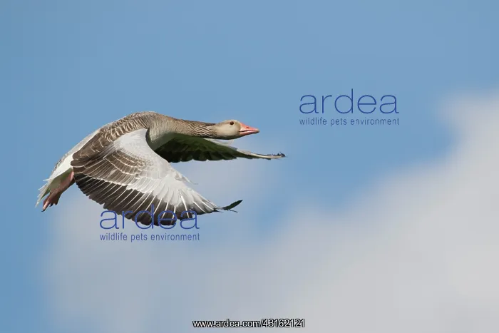 : Greylag Goose : Greylag Goose