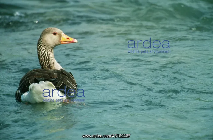 : Greylag Goose : Greylag Goose