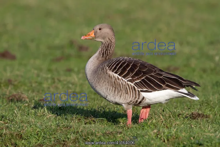 : Greylag Goose : Greylag Goose