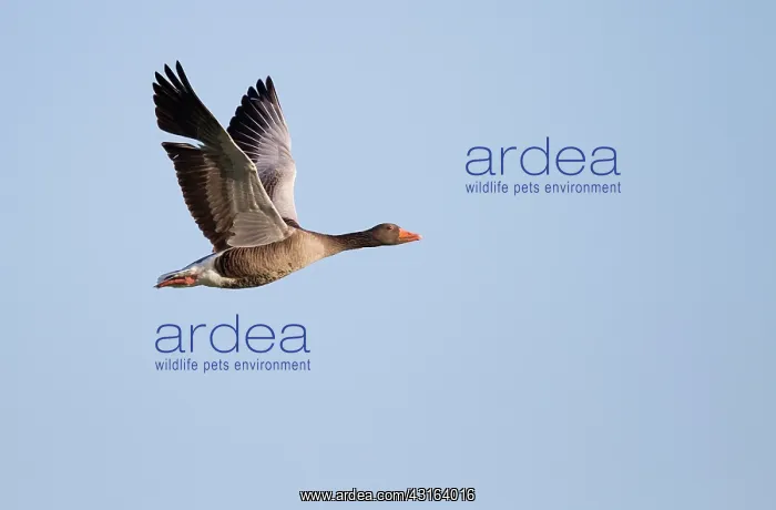 : Greylag Goose : Greylag Goose