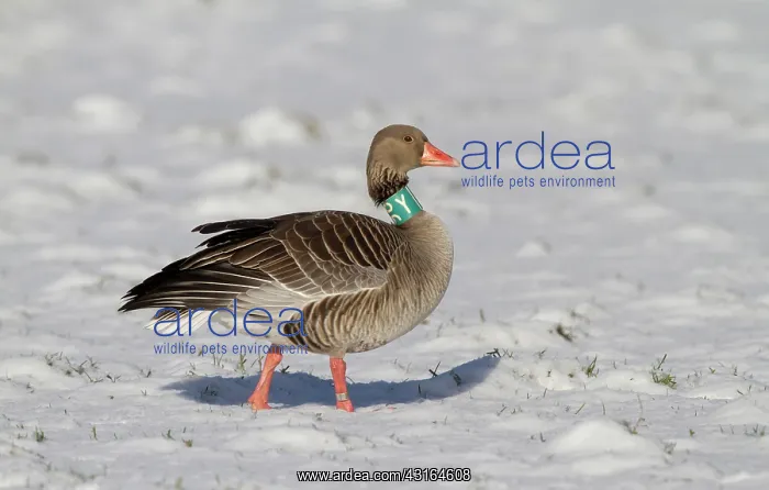: Greylag Goose : Greylag Goose