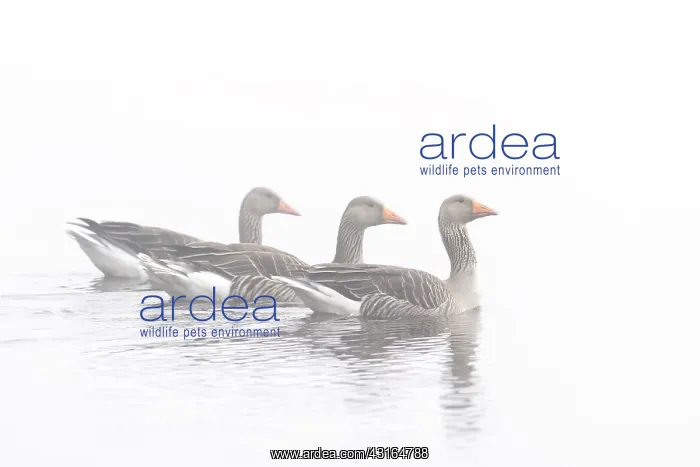 : Greylag Goose : Greylag Goose