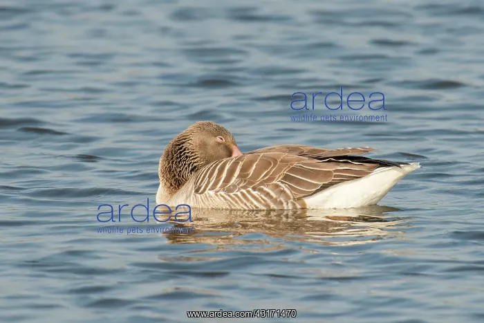 : Greylag Goose : Greylag Goose