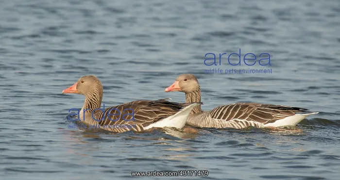 : Greylag Goose : Greylag Goose