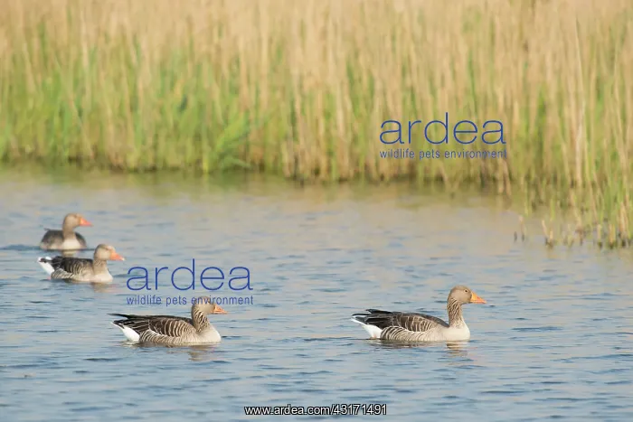 : Greylag Goose : Greylag Goose