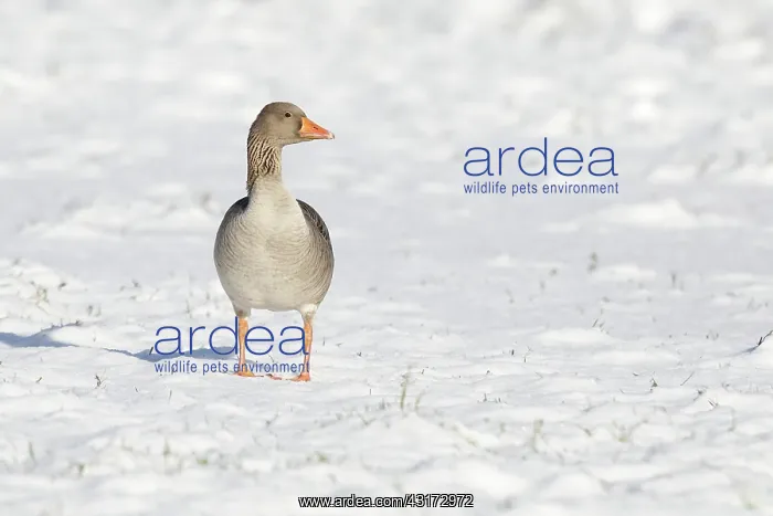 : Greylag Goose : Greylag Goose