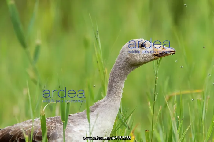: Greylag Goose : Greylag Goose