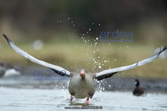 : Greylag Goose : Greylag Goose