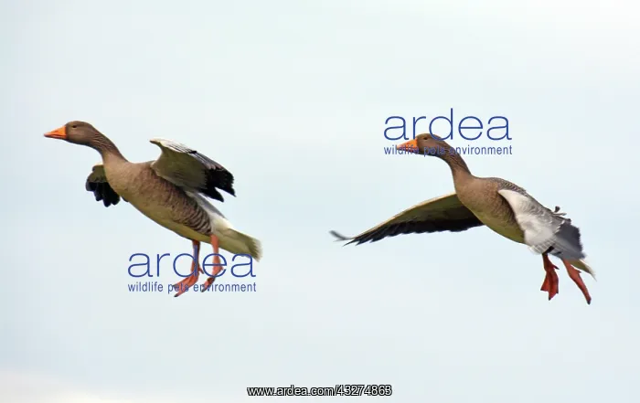  : Greylag Goose