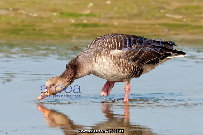 : Greylag Goose : Greylag Goose
