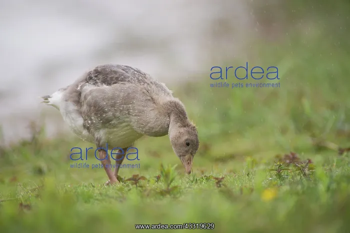 : Greylag Goose : Greylag Goose