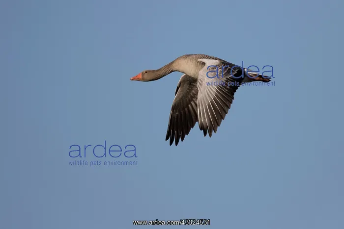 : Greylag Goose : Greylag Goose