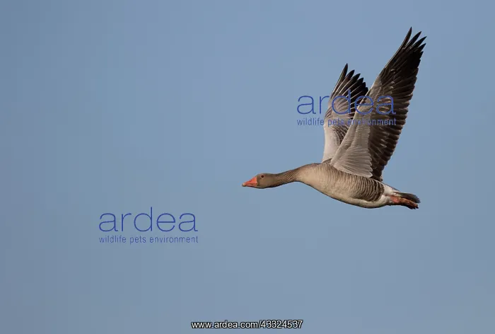 : Greylag Goose : Greylag Goose