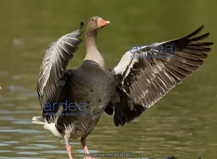 : Greylag Goose : Greylag Goose