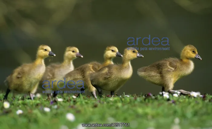 : Greylag Goose - 5 goslings walking across meadow : Greylag Goose - 5 goslings walking across meadow