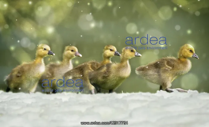  : Greylag Goose - 5 goslings walking across meadow in snow