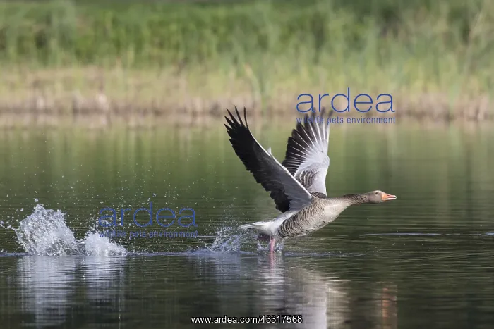 : Greylag Goose - adult bird taking-off from water : Greylag Goose - adult bird taking-off from water